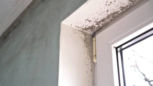 Best Affordable Mold Removal  in Minerva, OH