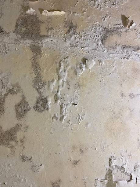 Best Mold Removal Specialists  in Minerva, OH