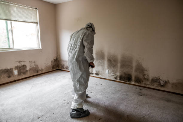 Best Professional Mold Removal  in Minerva, OH